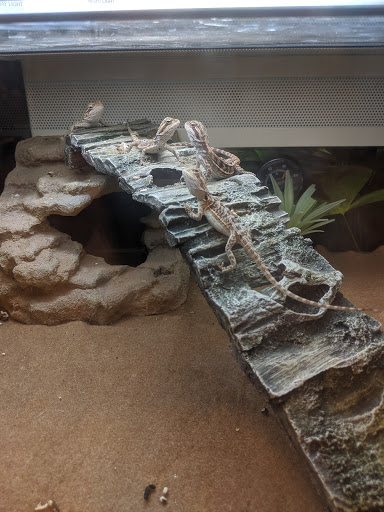 Pet Supply Store «PetSmart», reviews and photos, 466 S Watson Rd, Buckeye, AZ 85326, USA