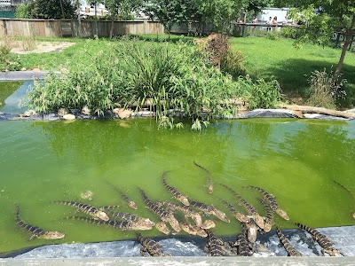 Photos of Critchlow Alligator Sanctuary