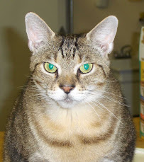 Central Oregon Pet Care Pros - Photo 6 - Car repair in , Bend