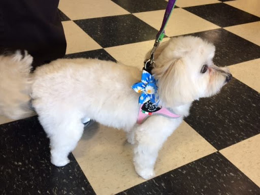 Pet Store «The Pet Place», reviews and photos, 240 Shadowline Dr, Boone, NC 28607, USA