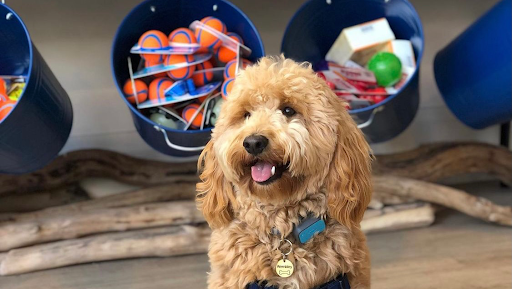 Pet Supply Store «Cole Valley Pets», reviews and photos, 910 Cole St, San Francisco, CA 94117, USA