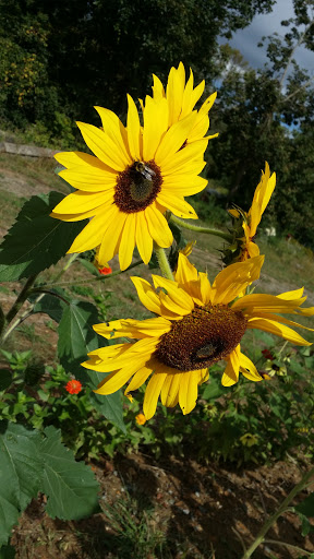 Produce Market «Race Farm», reviews and photos, 87 Belcher Rd, Blairstown, NJ 07825, USA