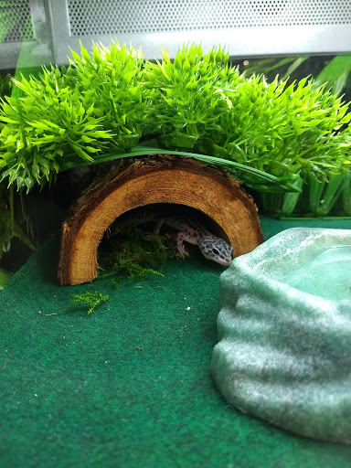 Shopping Mall «Old Town Shopping Center», reviews and photos, 2528 S Campbell Ave, Springfield, MO 65807, USA