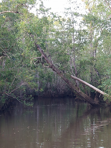 Fishing Camp «Becks Lake Fish Camp», reviews and photos, 2020 Becks Lake Rd, Cantonment, FL 32533, USA