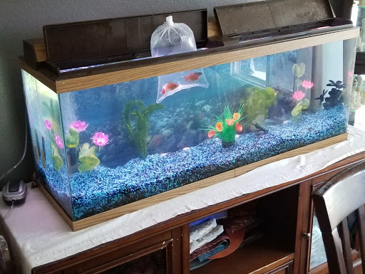 Tropical Fish Store «Trop Aquarium», reviews and photos, 3125 E Tropicana Ave D, Las Vegas, NV 89121, USA