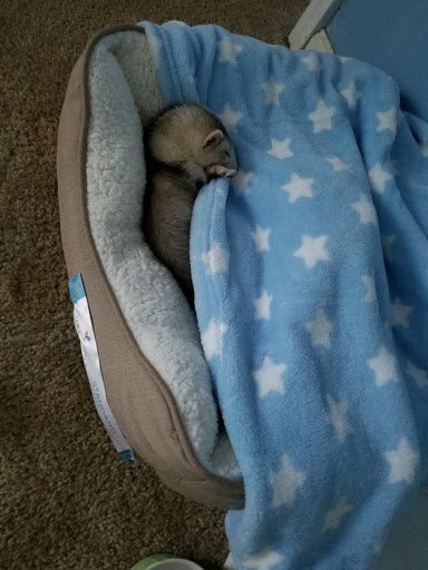 Pet Supply Store «Petco Animal Supplies», reviews and photos, 3264 Buford Dr NE #110, Buford, GA 30519, USA