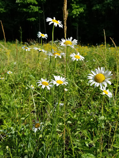 Park «Memorial Park», reviews and photos, 106 Jennings Way, Stockbridge, GA 30281, USA