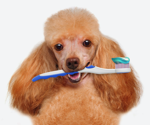 Pet Groomer «Spoiled Petz Pet Store and Grooming», reviews and photos, 12030 Donner Pass Rd #1, Truckee, CA 96161, USA