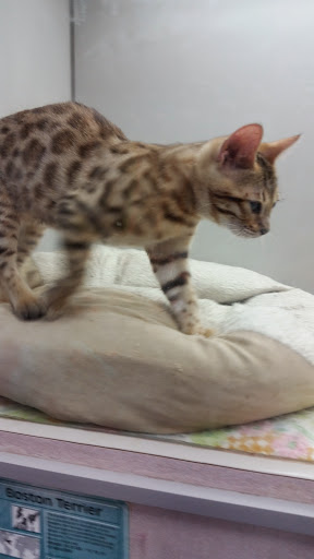 Pet Store «Petland», reviews and photos, 2123 Old Hudson Rd, St Paul, MN 55119, USA