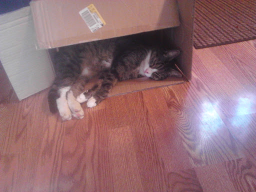 Pet Supply Store «Petco Animal Supplies», reviews and photos, 97 NE Plaza, North East, MD 21901, USA