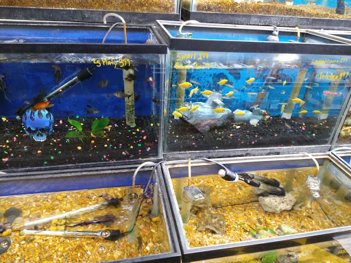 Pet Store «Brooklyn Zoo & Aquarium Pet Store», reviews and photos, 2377 Ralph Ave, Brooklyn, NY 11234, USA