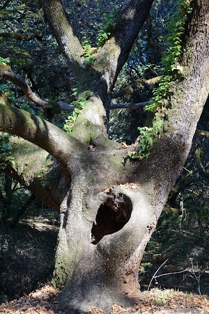 Shiloh Ranch Regional Park - photo 81