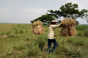 Muriha Haor image