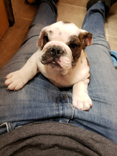 Pet Store «Perfect Pets», reviews and photos, 6840 S University Blvd #410, Centennial, CO 80122, USA