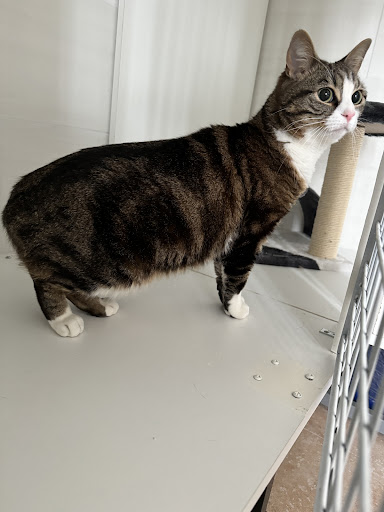 Pensioni per cani e dog hotel a Code attorcigliate - pensione gatti e piccoli animali