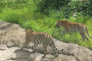 Amur Tiger image