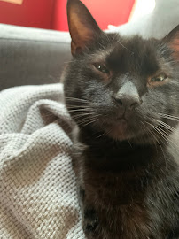 Paw Pals Pet Sitting - Photo 6 - Car repair in Centreville, VA, Philadelphia