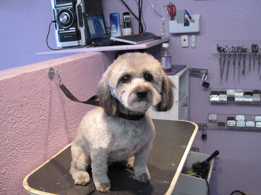 Pet Supply Store «Petropolis Camarillo», reviews and photos, 5800 Santa Rosa Rd Suite 144, Camarillo, CA 93010, USA