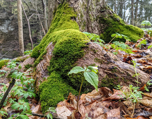 Nature Preserve «Sweedler and Thayer Preserves», reviews and photos, 10 Townline Rd, Ithaca, NY 14850, USA
