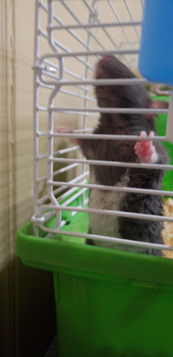 Pet Store «Wet Pets N Critters», reviews and photos, 103 TX-281 Loop, Longview, TX 75605, USA