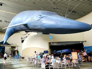 Aquarium of the Pacific - photo 3
