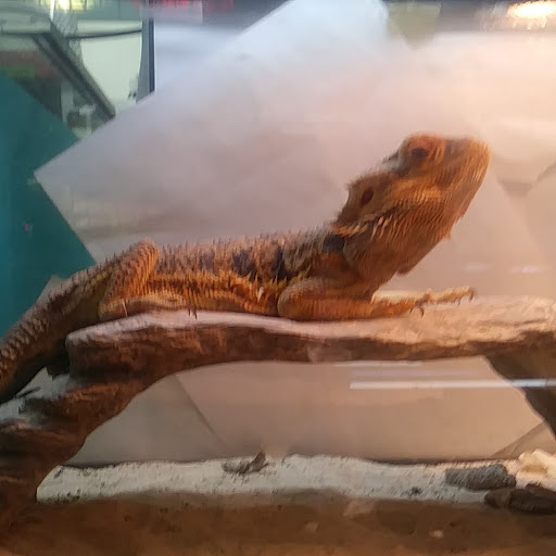 Pet Store «Cold Blooded Pets», reviews and photos, 176 Main St, Acushnet, MA 02743, USA