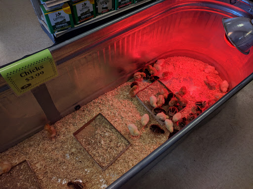 Pet Supply Store «Pet Club Mesa», reviews and photos, 55 S Country Club Dr, Mesa, AZ 85210, USA