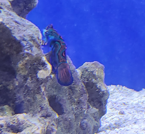 Tropical Fish Store «Living Reef Orlando», reviews and photos, 504 N Alafaya Trail #112, Orlando, FL 32828, USA