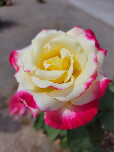 Golf Resort «Wigwam Golf Club», reviews and photos, 451 N Old Litchfield Rd, Litchfield Park, AZ 85340, USA