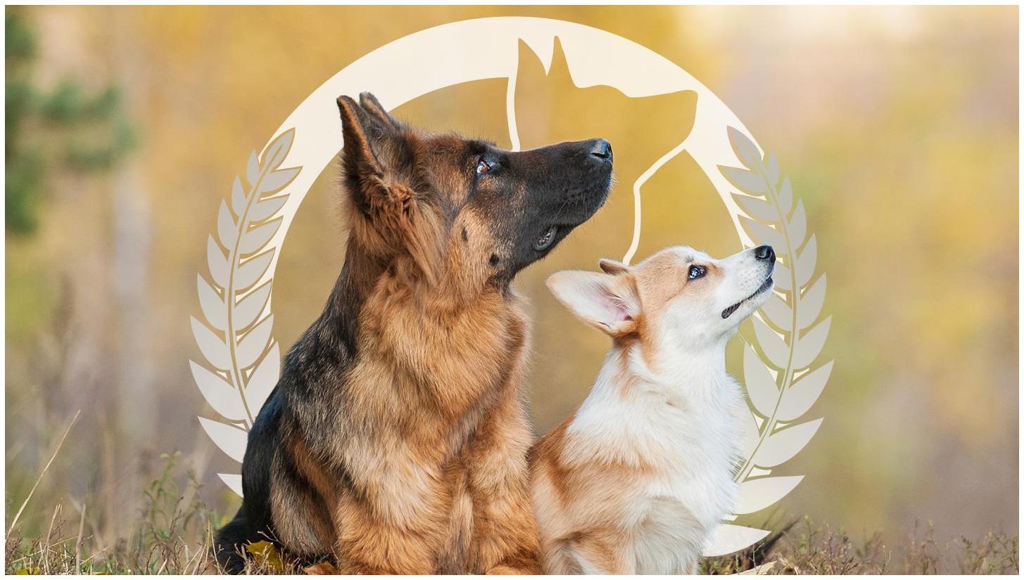 Dog Training Elite North Atlanta