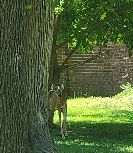 Park «Allison Pond Park», reviews and photos, 406 Prospect Ave, Staten Island, NY 10301, USA