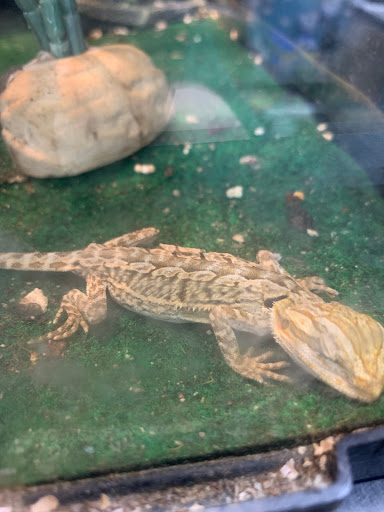 Pet Supply Store «Pet Supplies Plus», reviews and photos, 15060 Eureka Rd, Southgate, MI 48195, USA