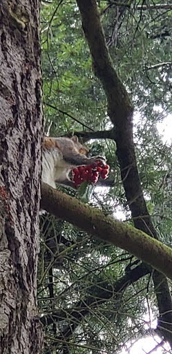 Public Golf Course «Nile Shrine Golf Course», reviews and photos, 6601 244th St SW, Mountlake Terrace, WA 98043, USA