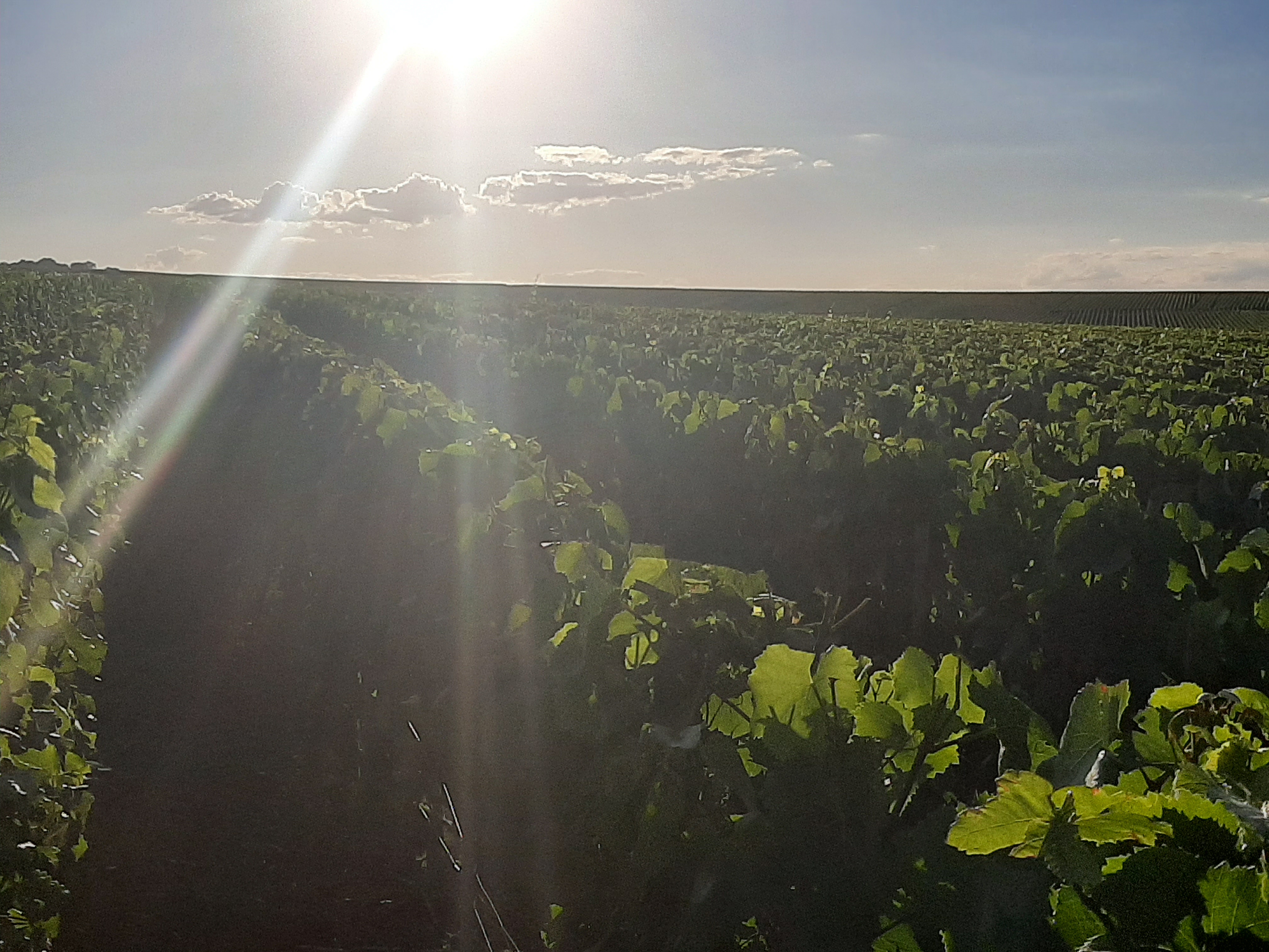 Photo n° 1 de l'avis de Charles.A fait le 14/07/2020 à 16:54