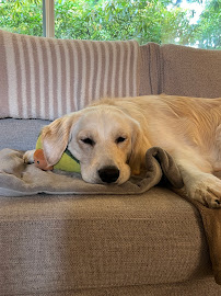 Mr. Pups Pet Care - Photo 7 - Car repair in Seattle, WA, Seattle