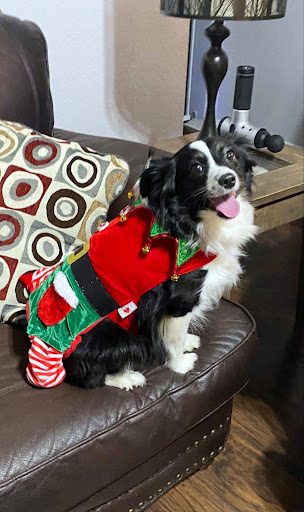 Pet Supply Store «Petland Dallas», reviews and photos, 11909 Preston Rd, Dallas, TX 75230, USA