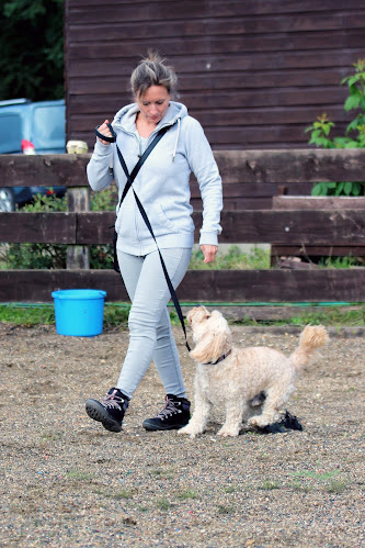Reviews of Hewson Hounds dog training in Southampton - Dog trainer