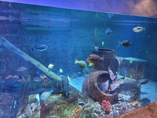 Aquarium «SeaQuest Interactive Aquarium», reviews and photos, 1201 N Hill Field Rd #1072, Layton, UT 84041, USA