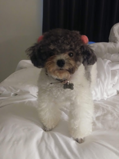 Pet Supply Store «Petco Animal Supplies», reviews and photos, 7110 Dodge St, Omaha, NE 68132, USA