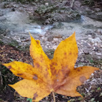 Photo n°4 de l'avis de claudio.i fait le 20/12/2018 à 20:45 sur le  THE FARM Tana del Ghiro à Pianella