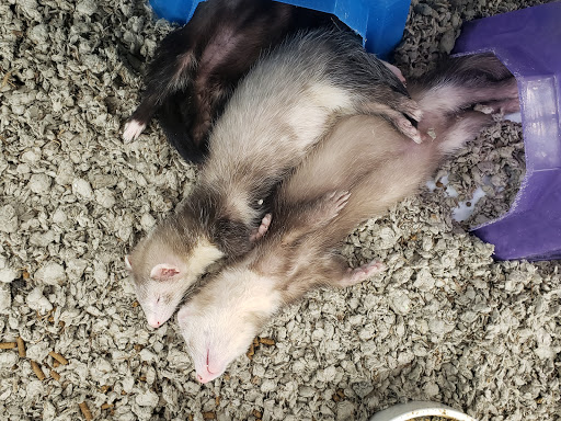 Pet Supply Store «Petco Animal Supplies», reviews and photos, 179 N Milwaukee St, Boise, ID 83704, USA