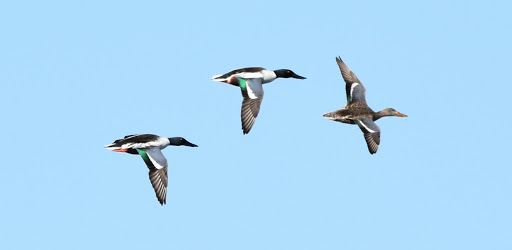 Nature Preserve «Mitchell Lake Audubon Center», reviews and photos, 10750 Pleasanton Rd, San Antonio, TX 78221, USA