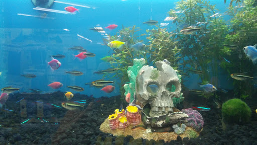 Pet Supply Store «Pet Supermarket», reviews and photos, 3821 S Cobb Dr, Smyrna, GA 30080, USA