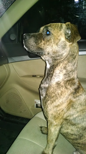 Home Goods Store «Dollar General», reviews and photos, 12644 NY-12E, Chaumont, NY 13622, USA