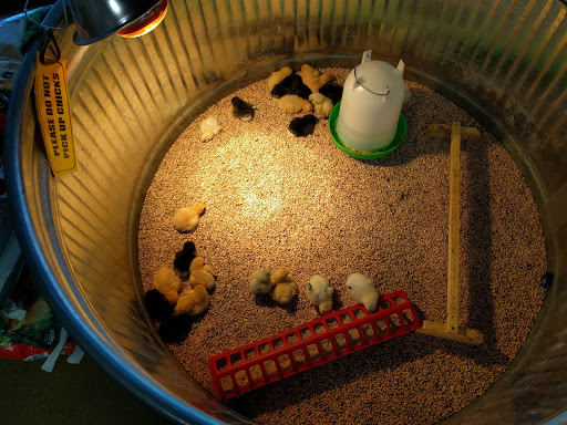 Pet Supply Store «Concord Feed Pet & Livestock Supplies», reviews and photos, 7104 Dublin Blvd, Dublin, CA 94568, USA