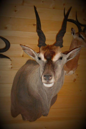 Taxidermist «HighPoint Taxidermy And Outfutters», reviews and photos, 14860 OH-13, Thornville, OH 43076, USA