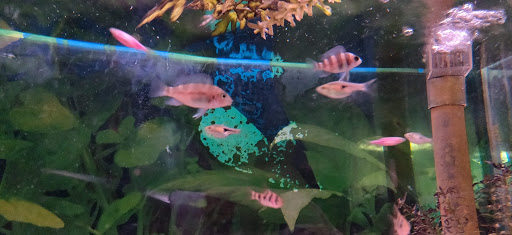 Pet Store «Animal House Pets, LLC», reviews and photos, 3101 Richmond Rd # 201, Lexington, KY 40509, USA