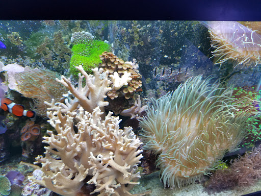 Pet Store «The Pet Zone», reviews and photos, 20 W Oak St, Pittston, PA 18640, USA