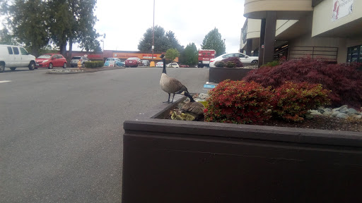 Fabric Store «Jo-Ann Fabrics and Crafts», reviews and photos, 25810 104th Ave SE, Kent, WA 98030, USA