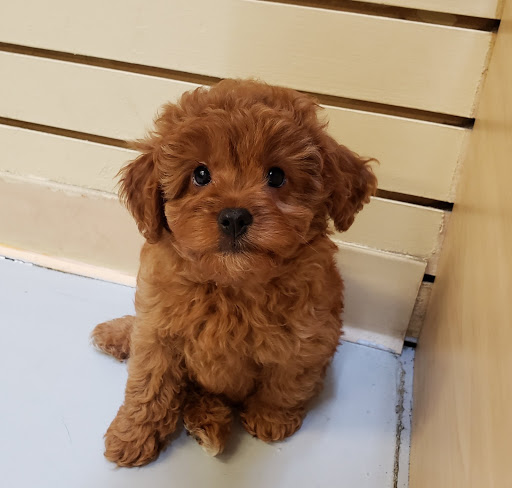 Pet Store «Pet Express», reviews and photos, 100 Independence Way, Danvers, MA 01923, USA